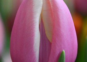 Tulipa Jumbo Beauty (3)